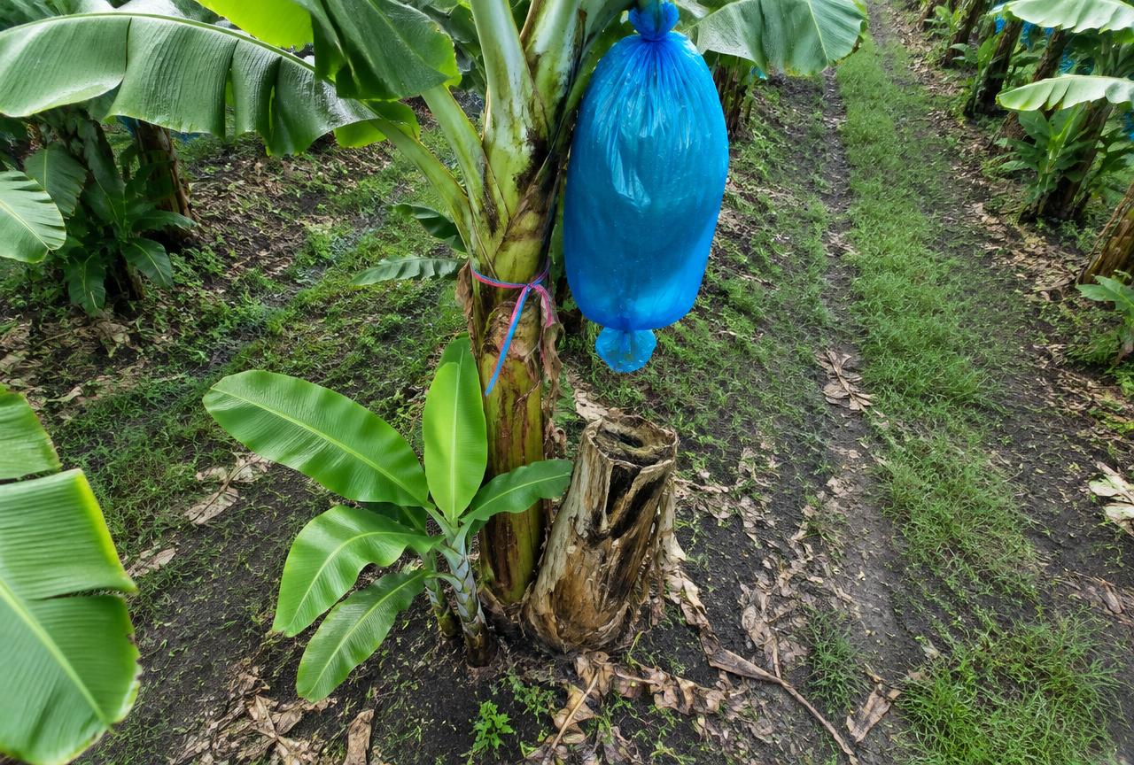Groupe de plantation
