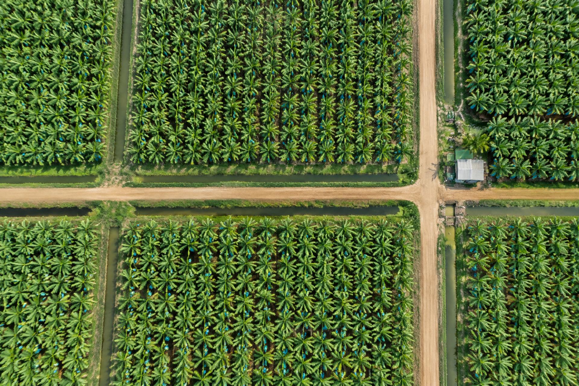 Orthophoto de la bananeraie